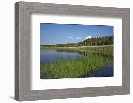 Therbrenner See Lake with Rushes and Reet, a Beach Lake on the Western Beach of Darss Peninsula-Uwe Steffens-Framed Photographic Print