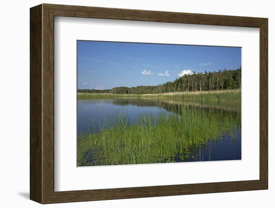 Therbrenner See Lake with Rushes and Reet, a Beach Lake on the Western Beach of Darss Peninsula-Uwe Steffens-Framed Photographic Print