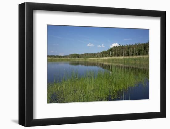 Therbrenner See Lake with Rushes and Reet, a Beach Lake on the Western Beach of Darss Peninsula-Uwe Steffens-Framed Photographic Print