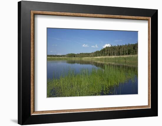 Therbrenner See Lake with Rushes and Reet, a Beach Lake on the Western Beach of Darss Peninsula-Uwe Steffens-Framed Photographic Print