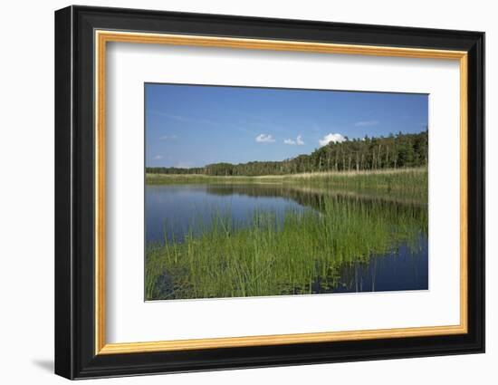 Therbrenner See Lake with Rushes and Reet, a Beach Lake on the Western Beach of Darss Peninsula-Uwe Steffens-Framed Photographic Print