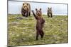 There’s Always One (Brown Bear Cub)-Art Wolfe-Mounted Giclee Print