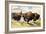 These Buffalo are Bison, 1962-G. W Backhouse-Framed Premium Giclee Print