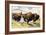 These Buffalo are Bison, 1962-G. W Backhouse-Framed Premium Giclee Print