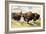 These Buffalo are Bison, 1962-G. W Backhouse-Framed Giclee Print