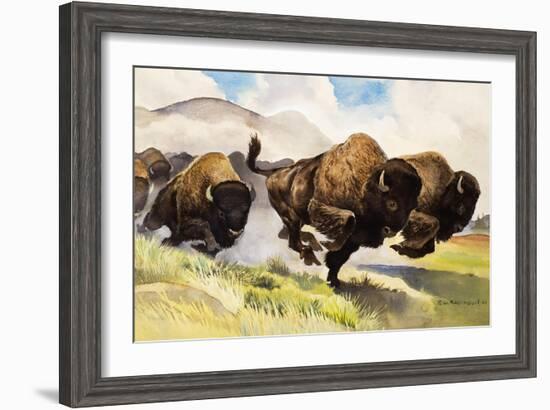 These Buffalo are Bison, 1962-G. W Backhouse-Framed Giclee Print