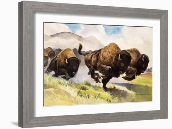 These Buffalo are Bison, 1962-G. W Backhouse-Framed Giclee Print