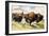 These Buffalo are Bison, 1962-G. W Backhouse-Framed Giclee Print