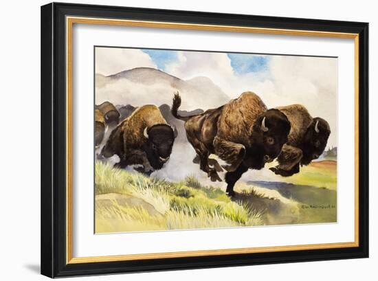 These Buffalo are Bison, 1962-G. W Backhouse-Framed Giclee Print