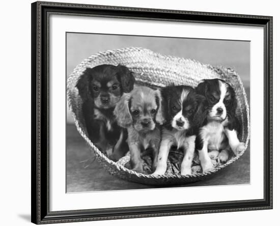 These Four Cavalier King Charles Spaniel Puppies Sit Quietly in the Basket-Thomas Fall-Framed Photographic Print