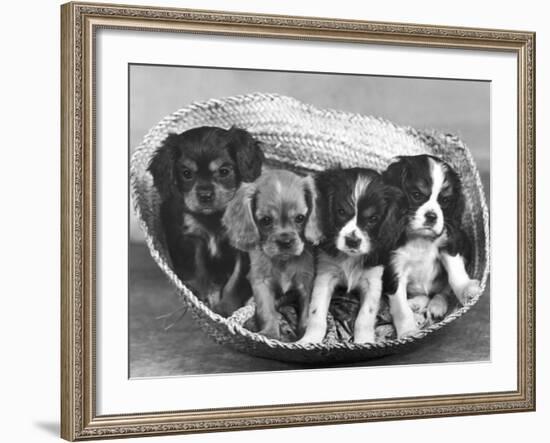 These Four Cavalier King Charles Spaniel Puppies Sit Quietly in the Basket-Thomas Fall-Framed Photographic Print