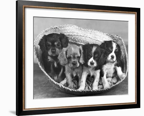 These Four Cavalier King Charles Spaniel Puppies Sit Quietly in the Basket-Thomas Fall-Framed Photographic Print