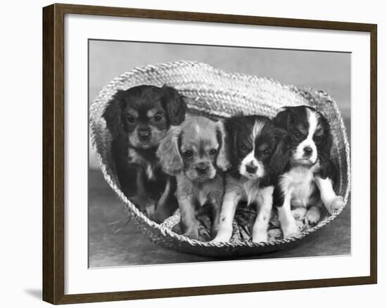 These Four Cavalier King Charles Spaniel Puppies Sit Quietly in the Basket-Thomas Fall-Framed Photographic Print