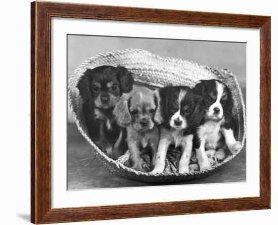 These Four Cavalier King Charles Spaniel Puppies Sit Quietly in the Basket-Thomas Fall-Framed Photographic Print