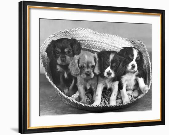 These Four Cavalier King Charles Spaniel Puppies Sit Quietly in the Basket-Thomas Fall-Framed Photographic Print