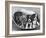 These Four Cavalier King Charles Spaniel Puppies Sit Quietly in the Basket-Thomas Fall-Framed Photographic Print