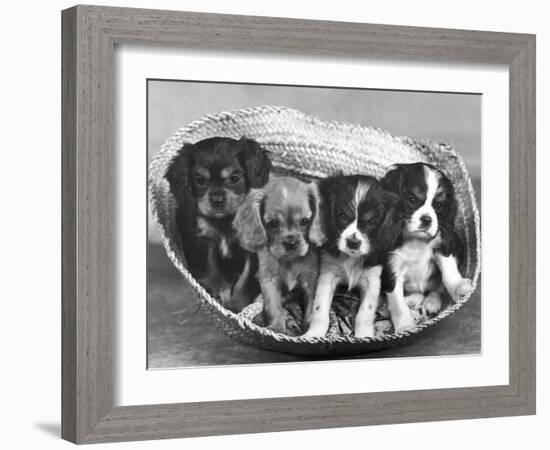 These Four Cavalier King Charles Spaniel Puppies Sit Quietly in the Basket-Thomas Fall-Framed Photographic Print