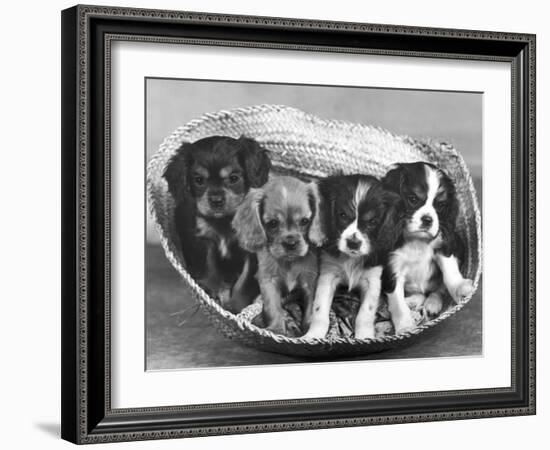 These Four Cavalier King Charles Spaniel Puppies Sit Quietly in the Basket-Thomas Fall-Framed Photographic Print