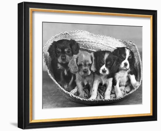 These Four Cavalier King Charles Spaniel Puppies Sit Quietly in the Basket-Thomas Fall-Framed Photographic Print