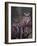 These Great Horned Owls, Washington, USA-Charles Sleicher-Framed Photographic Print