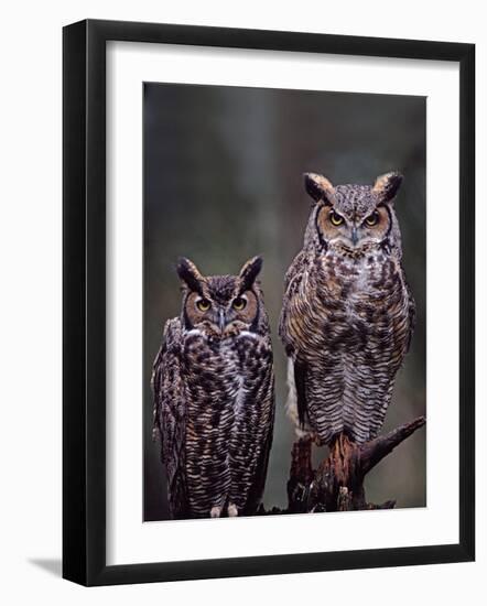 These Great Horned Owls, Washington, USA-Charles Sleicher-Framed Photographic Print