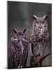 These Great Horned Owls, Washington, USA-Charles Sleicher-Mounted Photographic Print