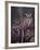 These Great Horned Owls, Washington, USA-Charles Sleicher-Framed Photographic Print