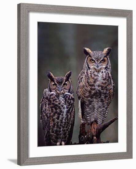 These Great Horned Owls, Washington, USA-Charles Sleicher-Framed Photographic Print