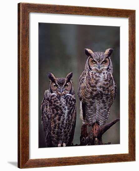 These Great Horned Owls, Washington, USA-Charles Sleicher-Framed Photographic Print