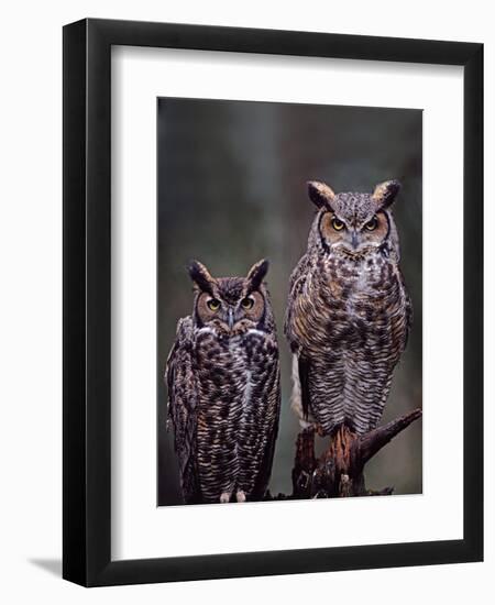 These Great Horned Owls, Washington, USA-Charles Sleicher-Framed Photographic Print