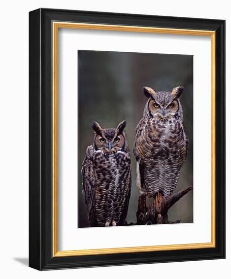 These Great Horned Owls, Washington, USA-Charles Sleicher-Framed Photographic Print