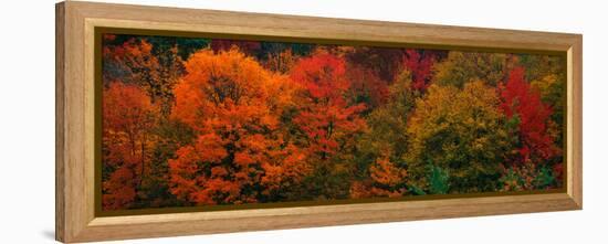 These Shows the Autumn Colors on the Foliage of the Trees-null-Framed Stretched Canvas