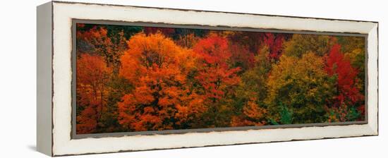 These Shows the Autumn Colors on the Foliage of the Trees-null-Framed Stretched Canvas