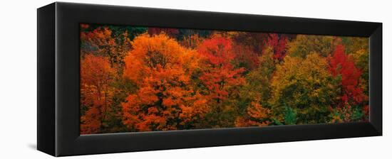 These Shows the Autumn Colors on the Foliage of the Trees-null-Framed Stretched Canvas