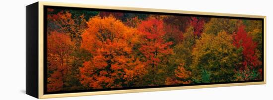 These Shows the Autumn Colors on the Foliage of the Trees-null-Framed Stretched Canvas