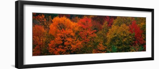 These Shows the Autumn Colors on the Foliage of the Trees-null-Framed Photographic Print