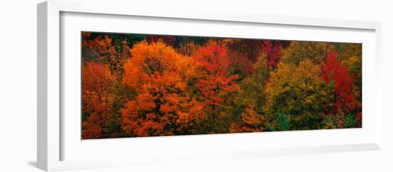 These Shows the Autumn Colors on the Foliage of the Trees-null-Framed Photographic Print