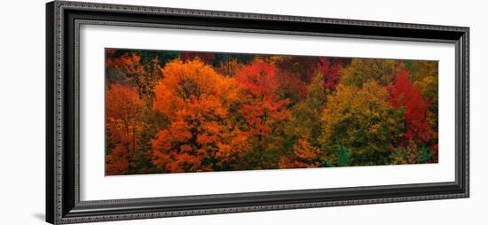 These Shows the Autumn Colors on the Foliage of the Trees-null-Framed Photographic Print