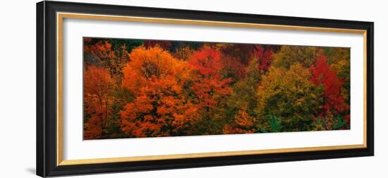 These Shows the Autumn Colors on the Foliage of the Trees-null-Framed Photographic Print