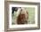 These small horses are the size of ponies, live long lives and are a hardy breed.-Mallorie Ostrowitz-Framed Photographic Print