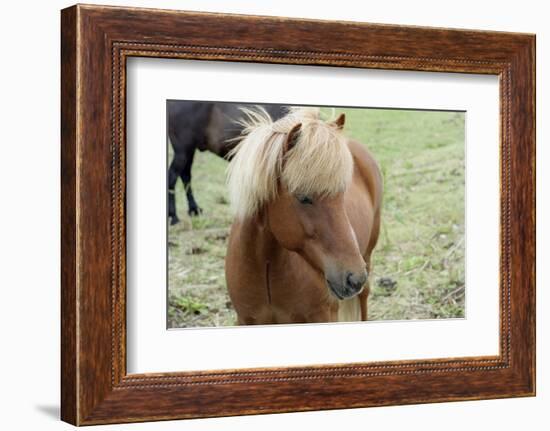 These small horses are the size of ponies, live long lives and are a hardy breed.-Mallorie Ostrowitz-Framed Photographic Print