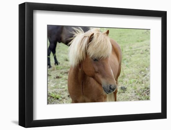 These small horses are the size of ponies, live long lives and are a hardy breed.-Mallorie Ostrowitz-Framed Photographic Print