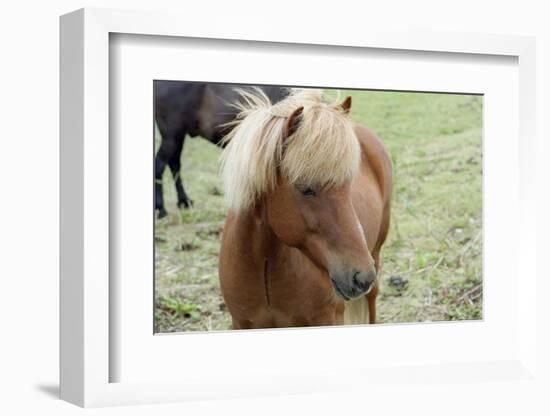 These small horses are the size of ponies, live long lives and are a hardy breed.-Mallorie Ostrowitz-Framed Photographic Print