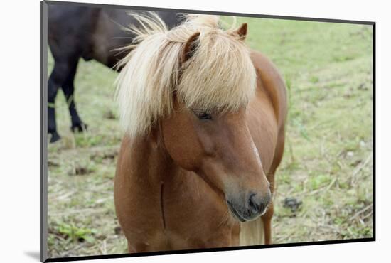 These small horses are the size of ponies, live long lives and are a hardy breed.-Mallorie Ostrowitz-Mounted Photographic Print