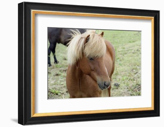 These small horses are the size of ponies, live long lives and are a hardy breed.-Mallorie Ostrowitz-Framed Photographic Print