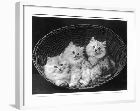 These Three Adorable Chinchilla Kittens Sit Together in an Up- Turned Basket-null-Framed Photographic Print