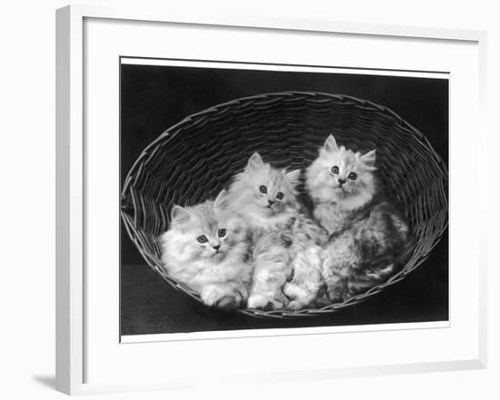 These Three Adorable Chinchilla Kittens Sit Together in an Up- Turned Basket-null-Framed Photographic Print
