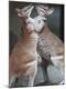 Photographic Print