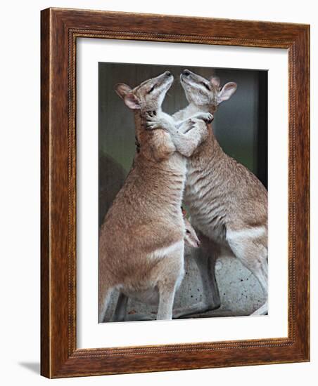 These Two Kangaroos Frolic in the Cold at Munich's Zoological Garden Hellabrunn-null-Framed Photographic Print