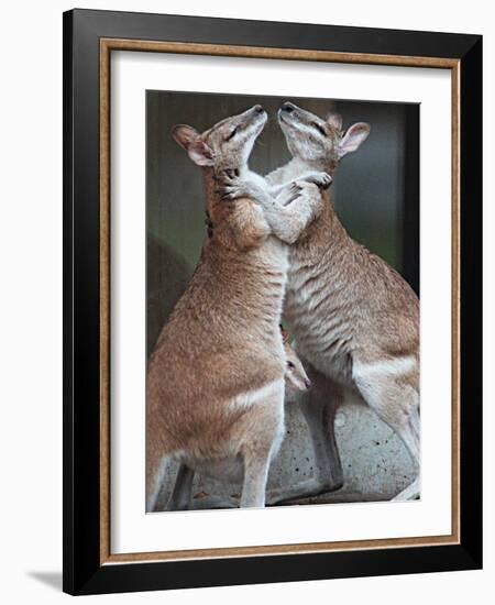 These Two Kangaroos Frolic in the Cold at Munich's Zoological Garden Hellabrunn-null-Framed Photographic Print